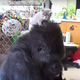 Illustration for article titled Let's Watch Koko the Gorilla Play With a Tiny Kitten